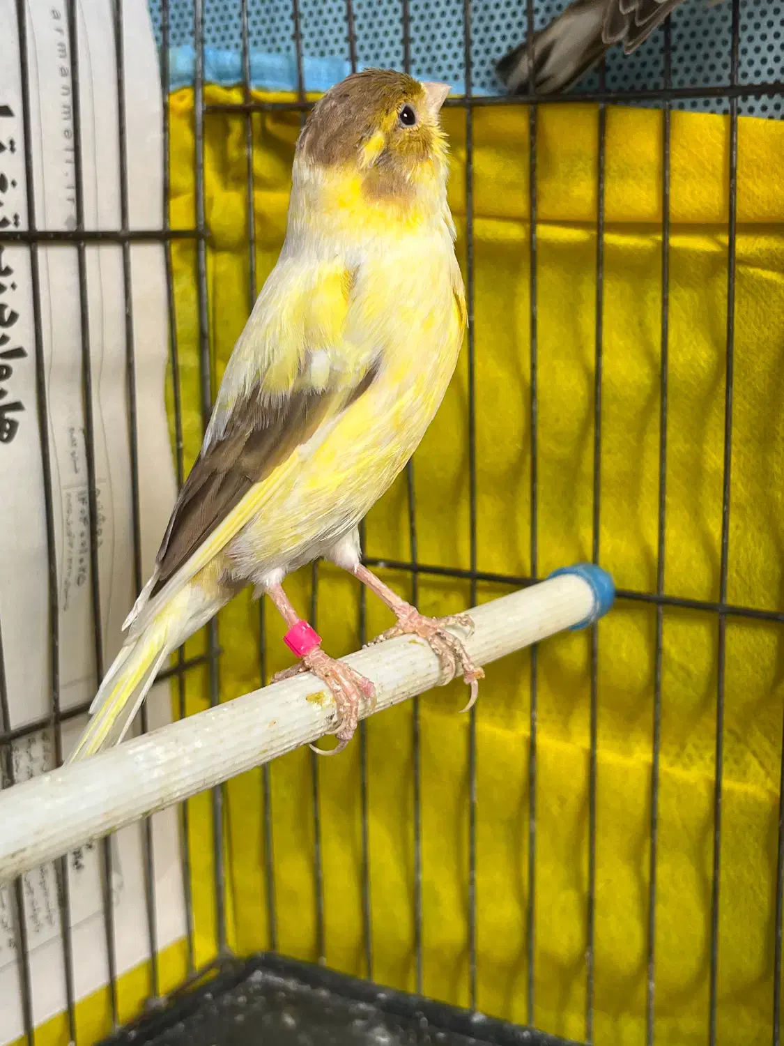 قناری|پرنده|رشت, سعدی (تختی)|دیوار