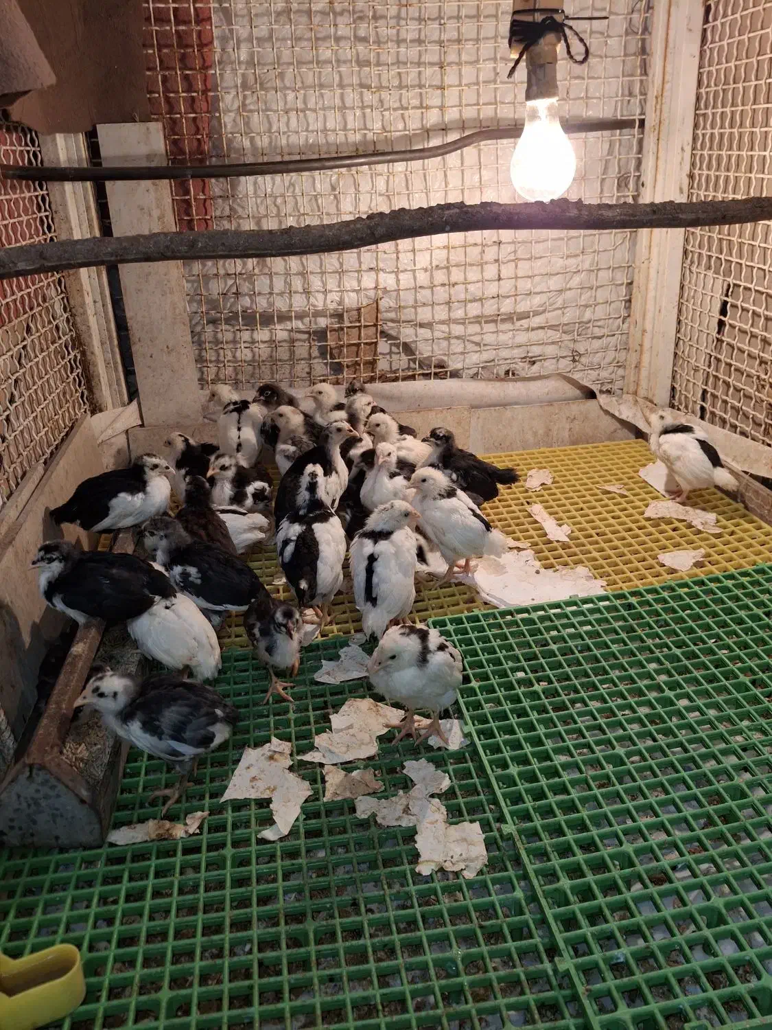 جوجه گلین|حیوانات مزرعه|چغادک, |دیوار