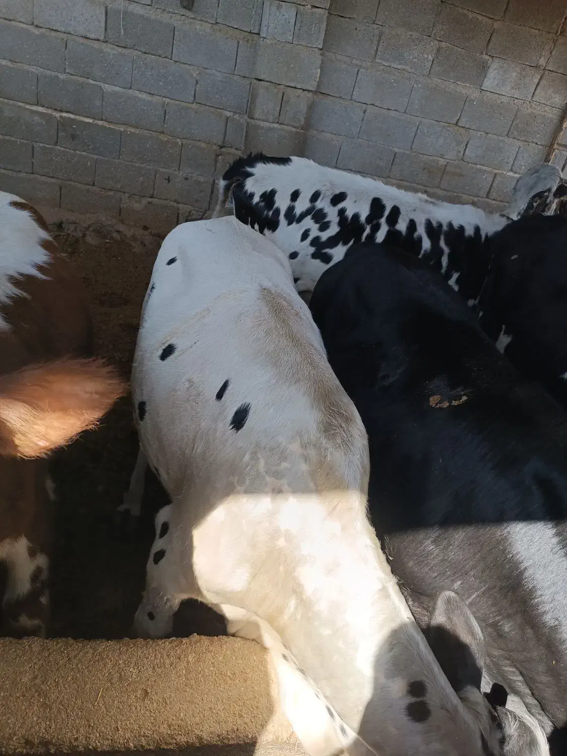 فروش گوساله نر|حیوانات مزرعه|فراشبند, |دیوار