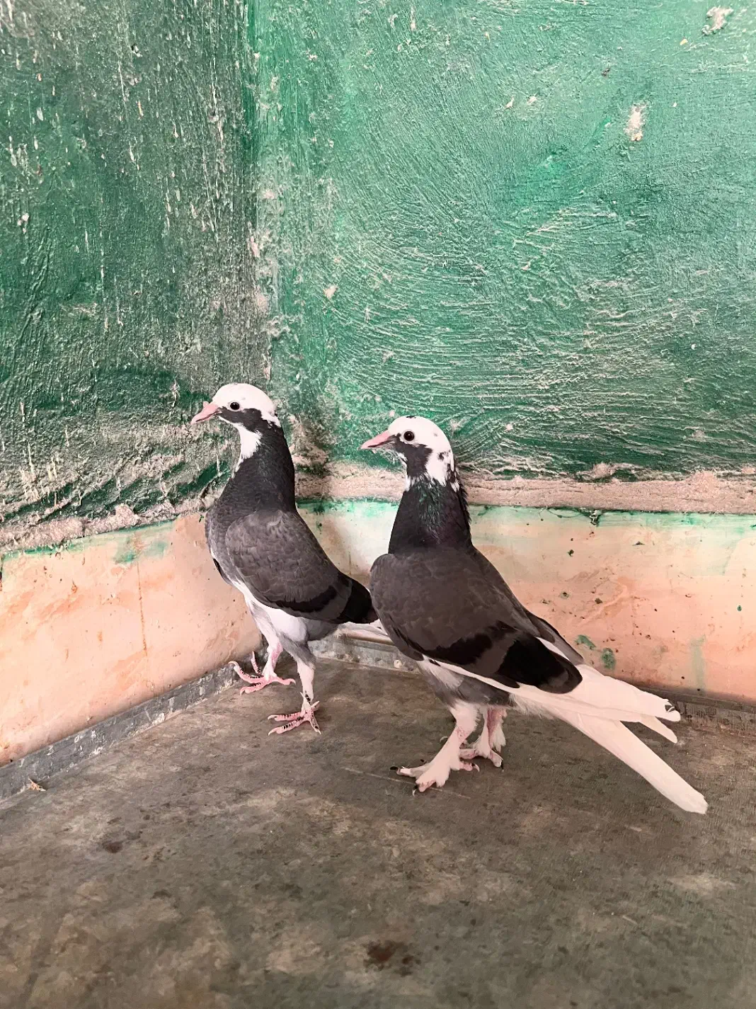 پتی واله دوباز|پرنده|بندرعباس, |دیوار