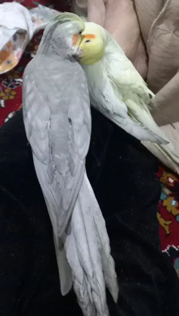 عروس هلندی گمشده|حیوانات|مشهد, انقلاب|دیوار