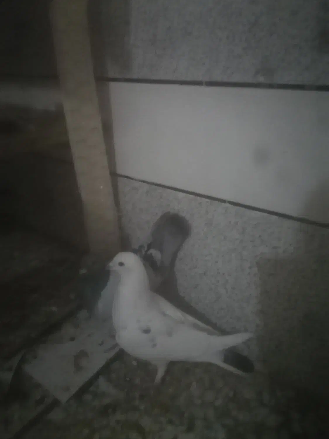 قفس با کبوتر|حیوانات|خمینی‌شهر, |دیوار