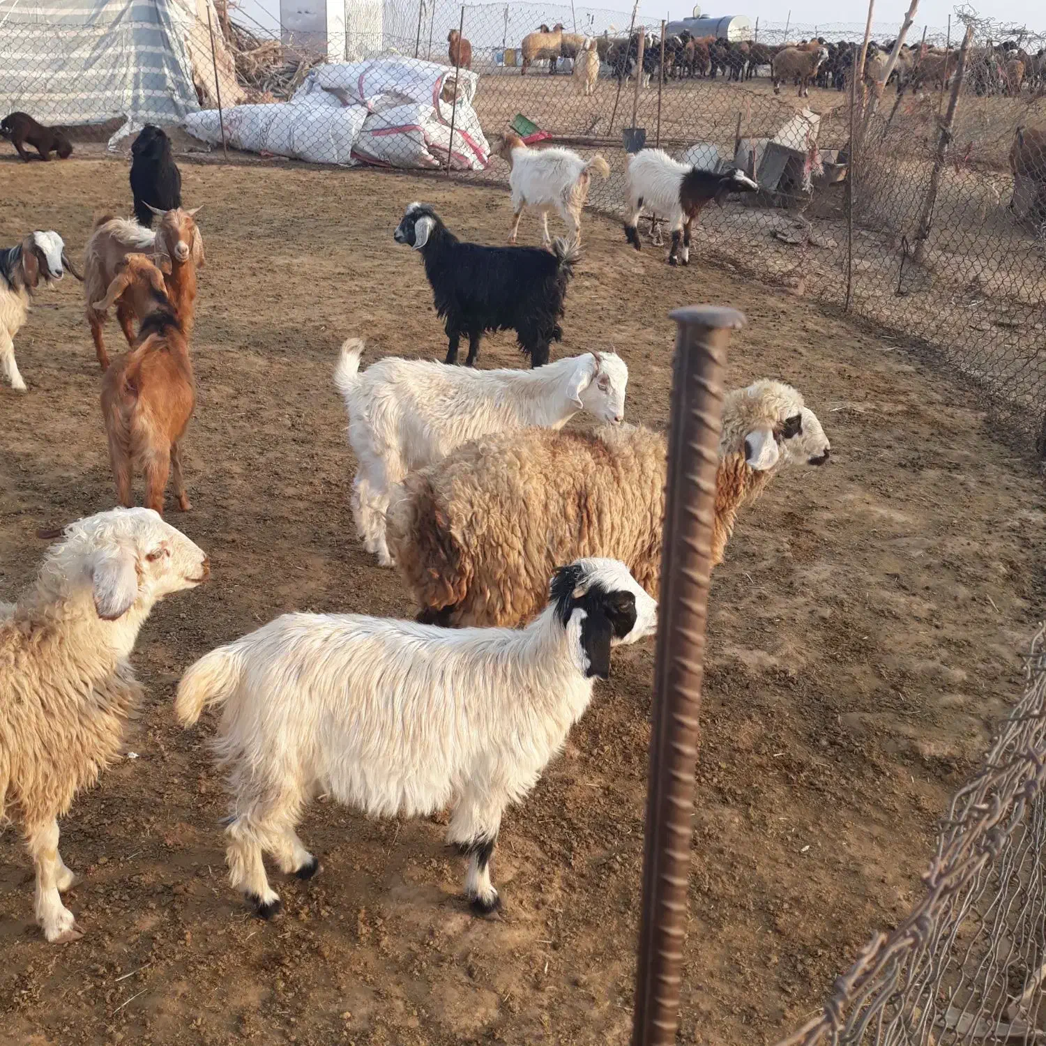 بز قاله یا حمون بی|حیوانات مزرعه|شوش, |دیوار