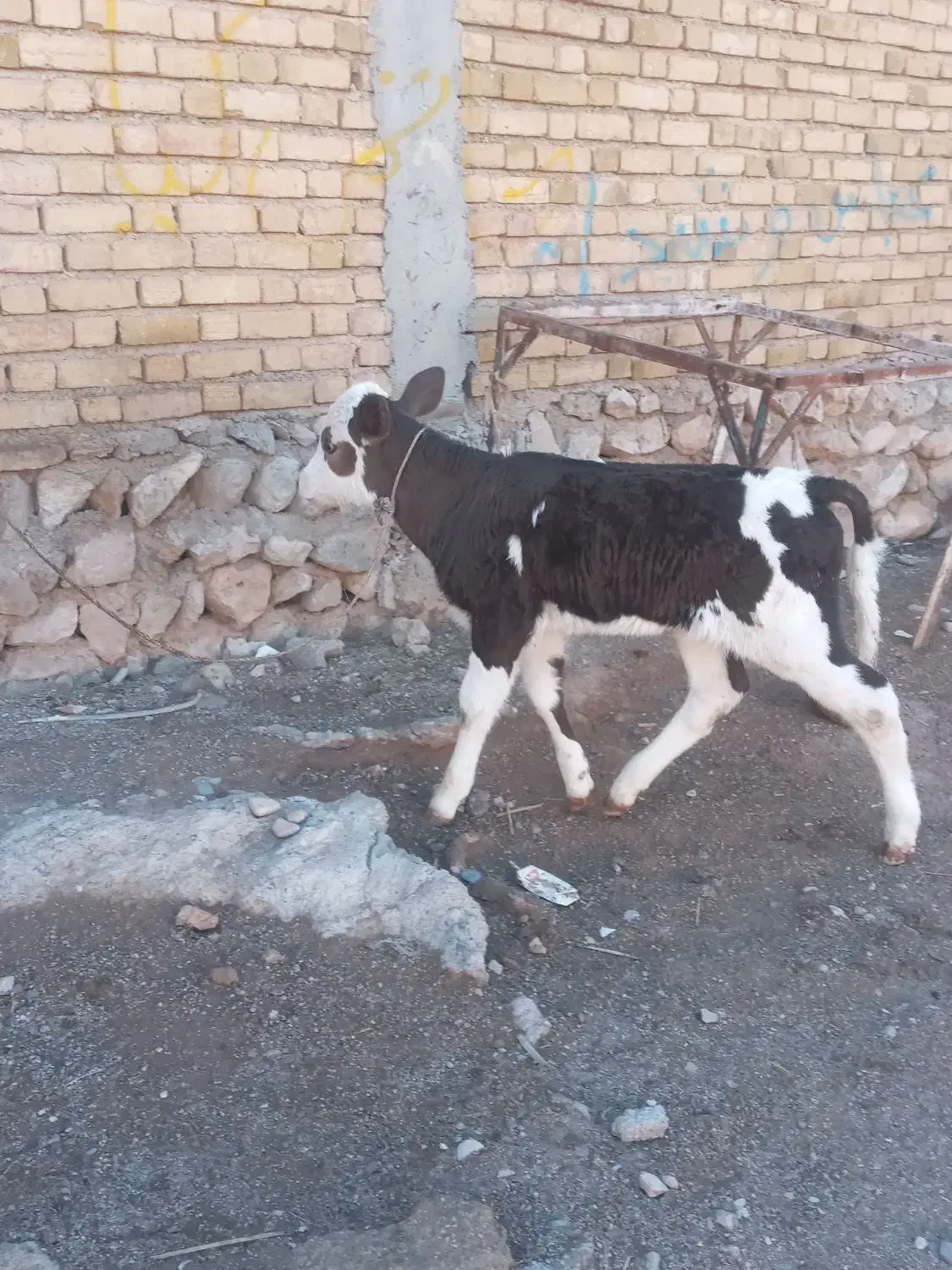 یک عدد گوساله ویک عدد گاو|حیوانات مزرعه|بدره, |دیوار