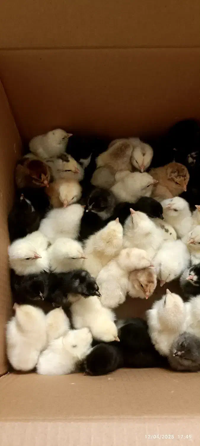 تخم مرغ نطفه دار|خوردنی و آشامیدنی|ساوه, |دیوار