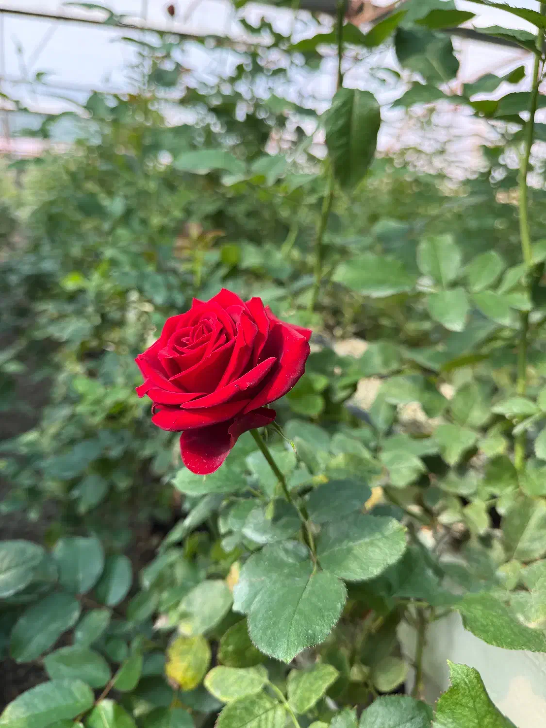 خانم جهت کار در گلخانه گل رز|استخدام صنعتی، فنی، مهندسی|گلبهار, نوبهار|دیوار