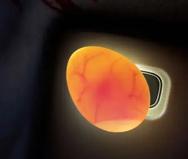 فروش تخم و جوجه سرلاکی طوطی راهب|پرنده|نیشابور, شهرک اندیشه|دیوار