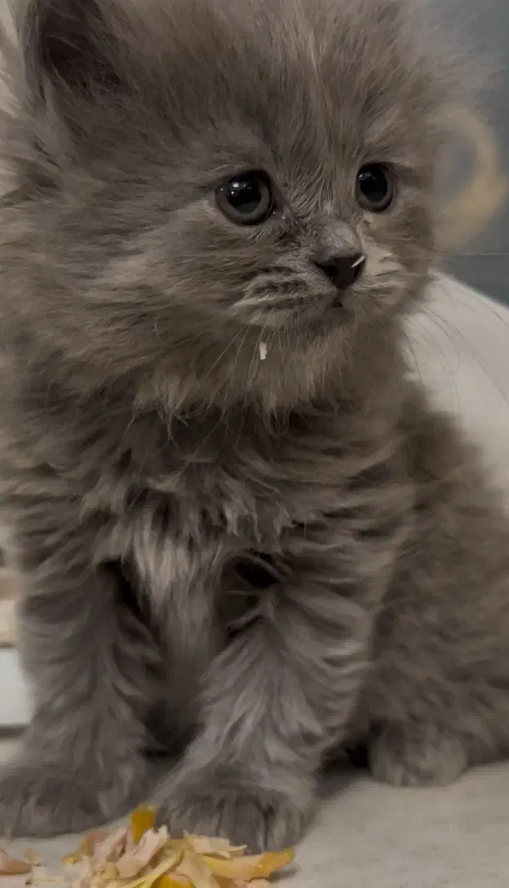 گربه بیریتیش|گربه|قزوین, |دیوار