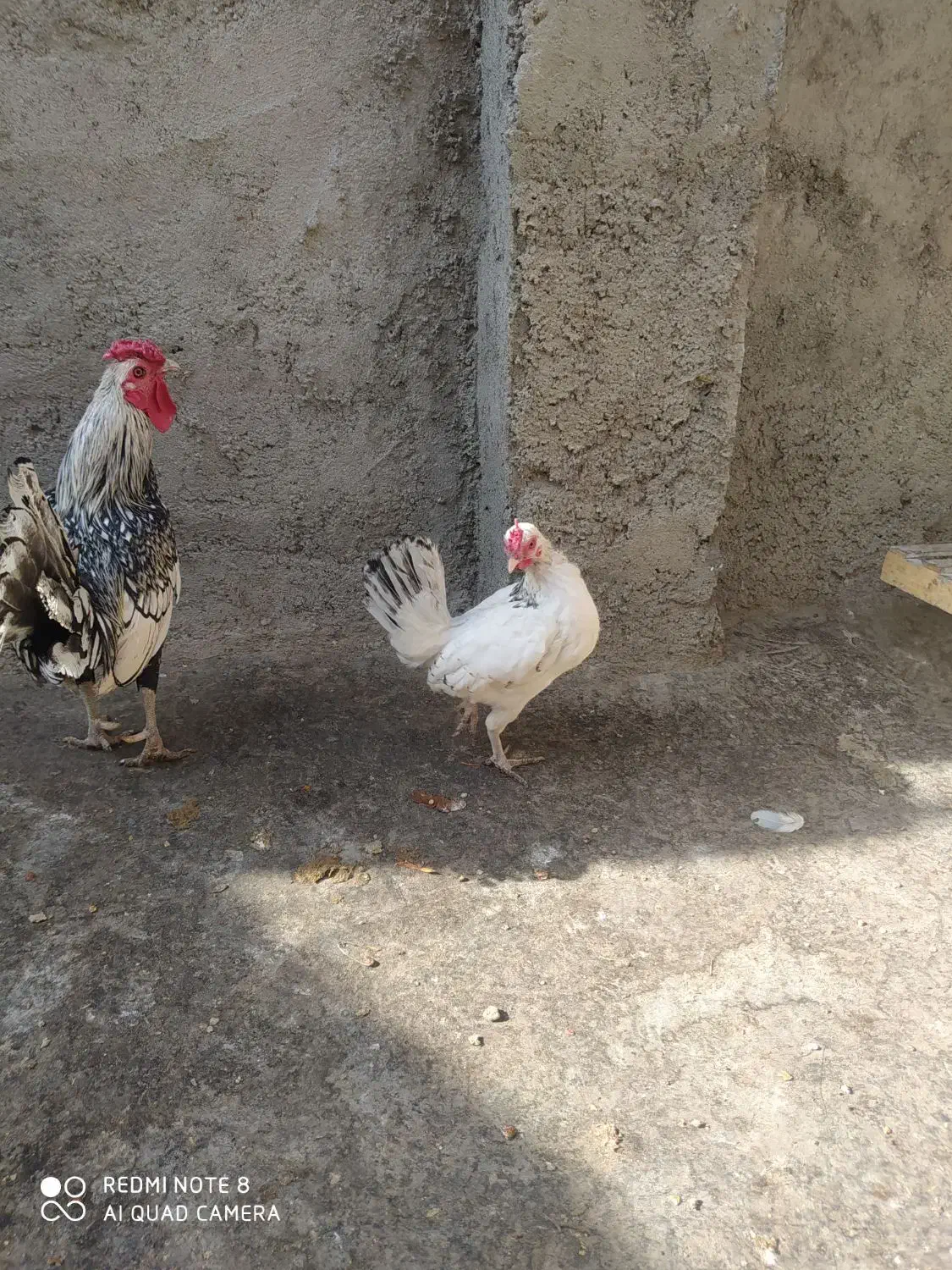 مرغ و خروس زینتی سپرایت|حیوانات مزرعه|چناران, |دیوار