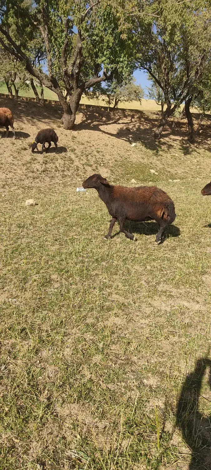 دوراس میش افشاری ابستن|حیوانات مزرعه|چادگان, |دیوار