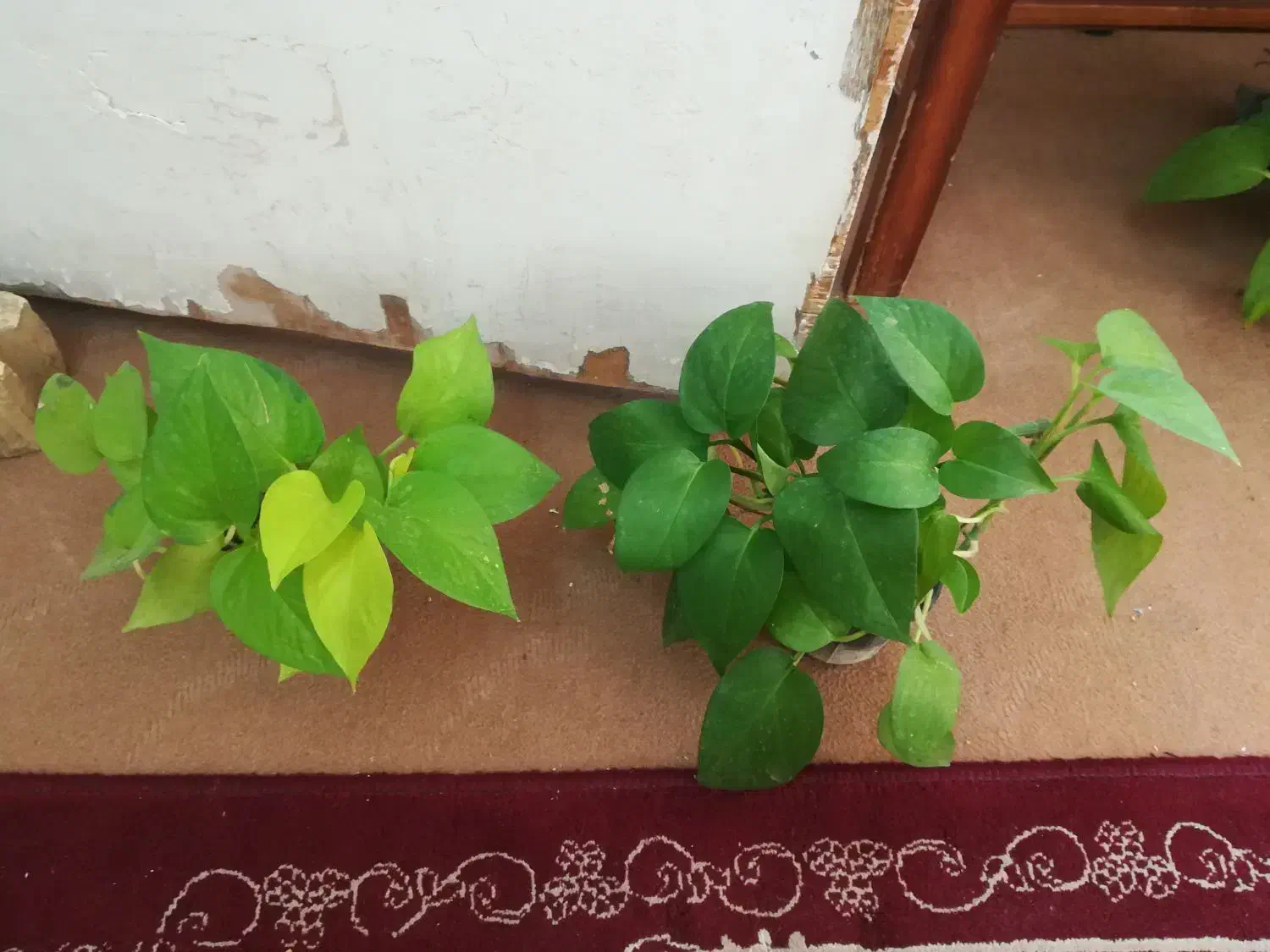 گل پتوس نئون ابلغ و سبز 75 هزار|گل و گیاه طبیعی|فسا, |دیوار