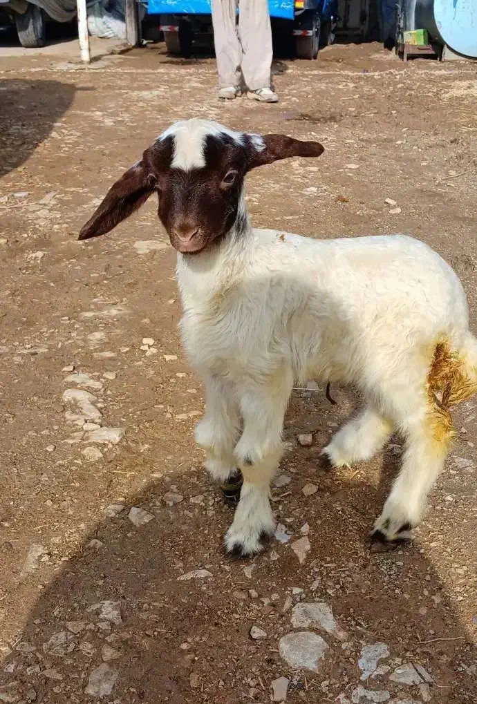 بره شیری ماده|حیوانات مزرعه|ماهیدشت, |دیوار