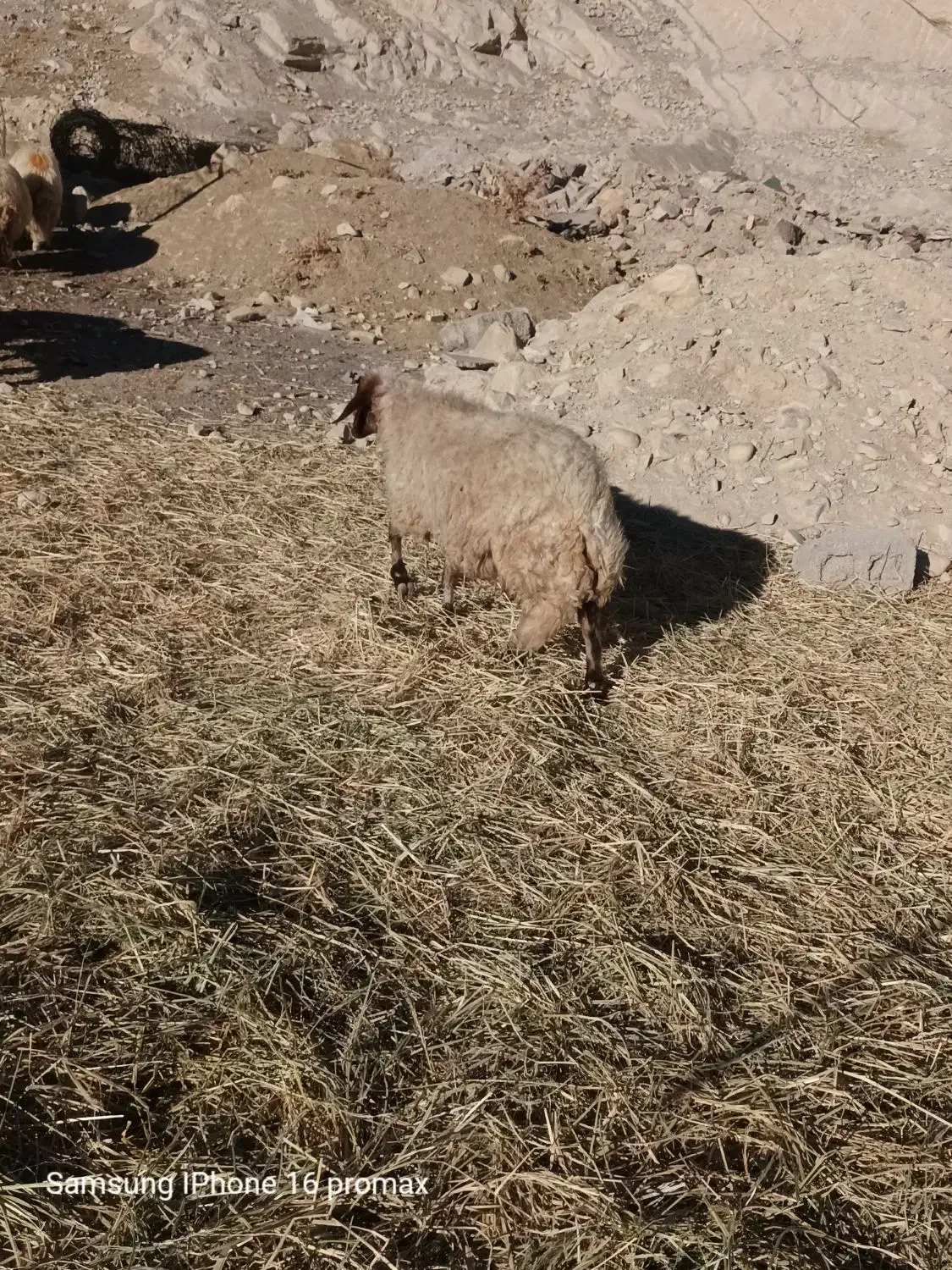 گوسفند آبستن جوان|حیوانات مزرعه|سیوان, |دیوار