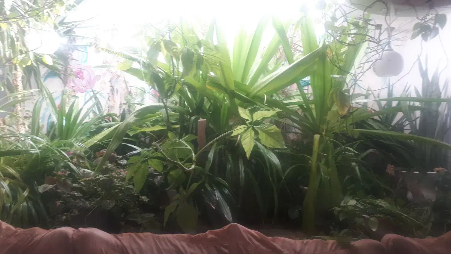 فروش ۲۰عدد گل و گلدان|گل و گیاه طبیعی|مهریز, |دیوار