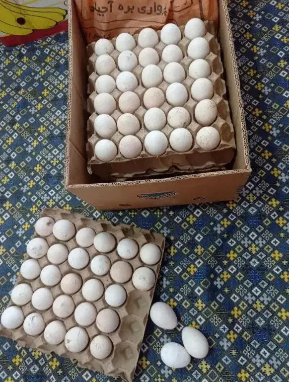 تخم بوقلمون غاز مرغ لاری برهما|حیوانات مزرعه|رشت, منظریه|دیوار