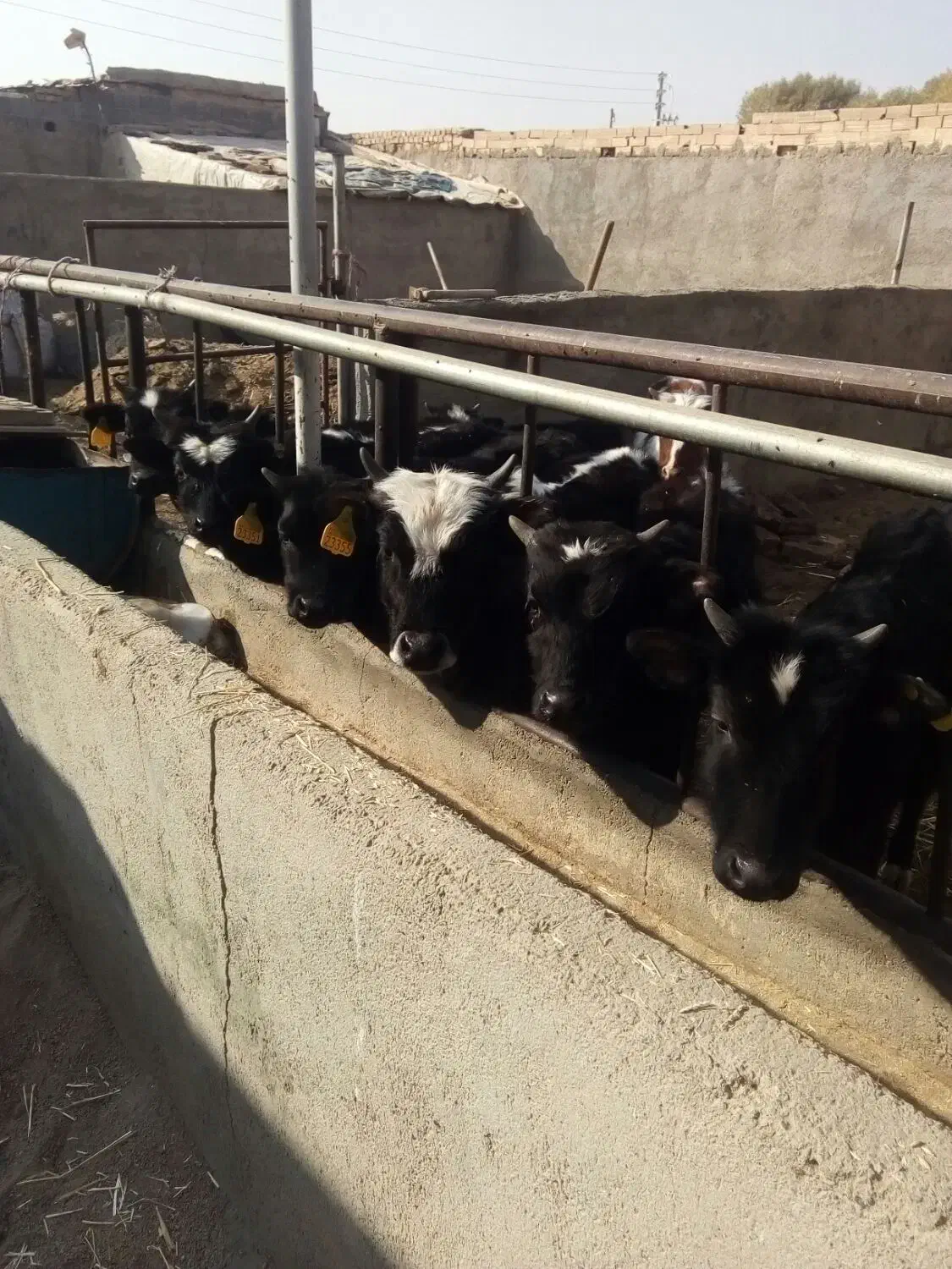 گوساله نر گیل دورگ|حیوانات مزرعه|پیشوا, |دیوار