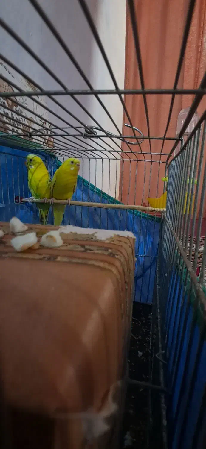 مرغ عشق|پرنده|دورود, |دیوار