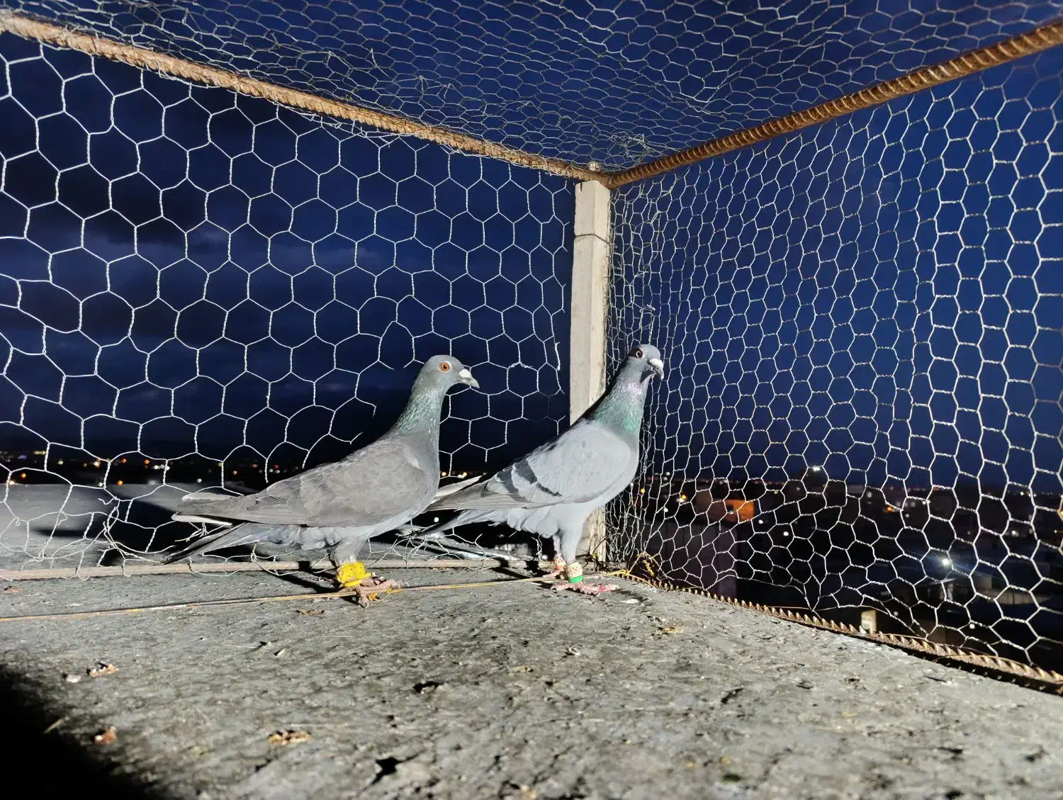 کبود نر خطی|پرنده|قزوین, |دیوار