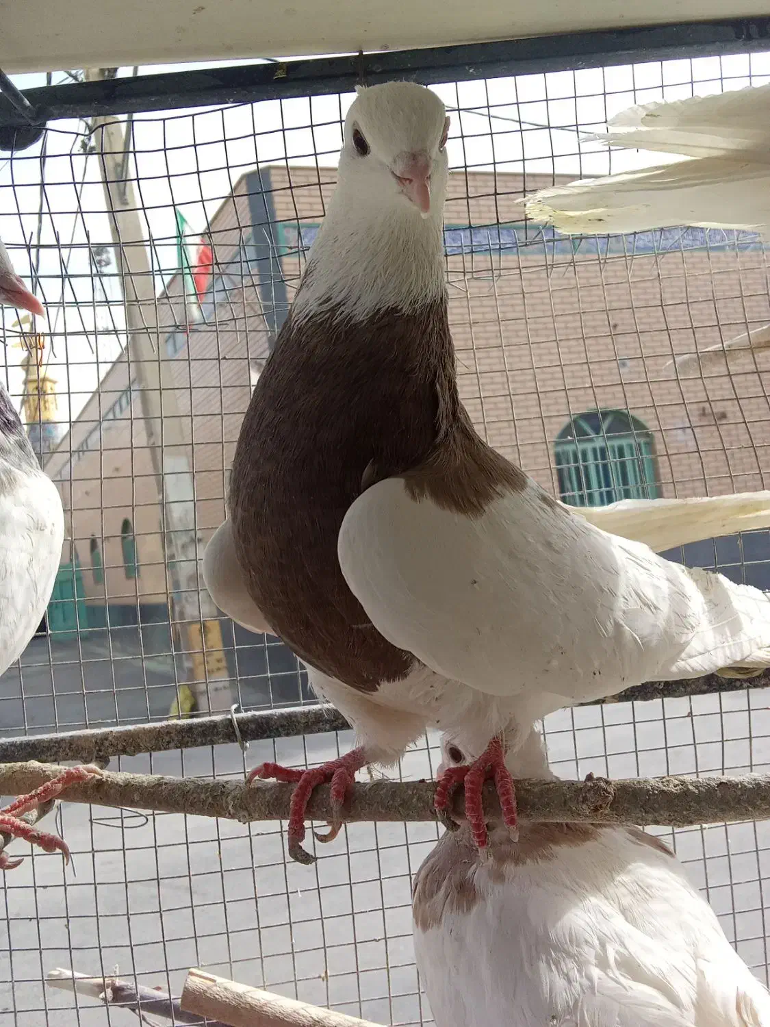 طوقی کله سیاه دورگ  فلاورجان  معاوضه با گرینچیگ|پرنده|ابریشم, |دیوار