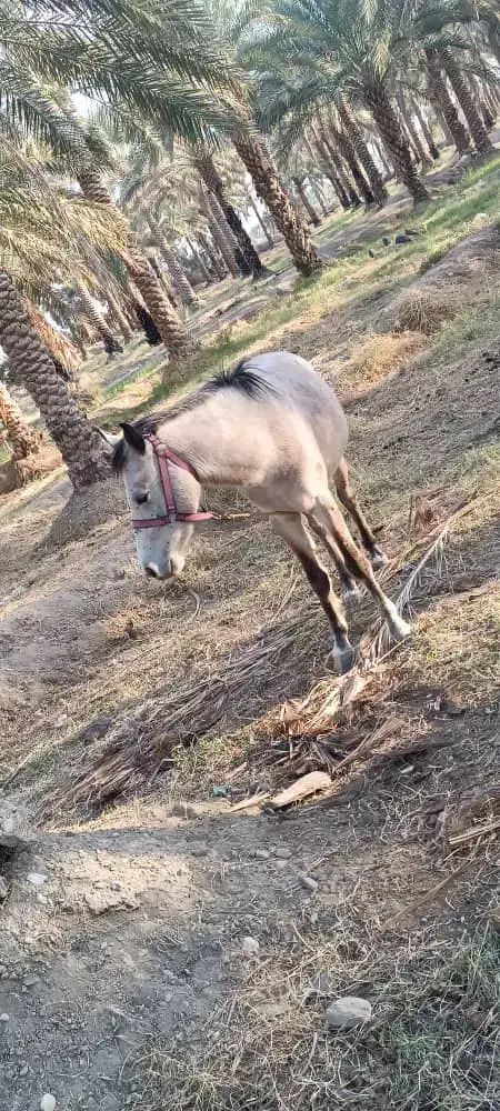 اسب سالم و سرحال|حیوانات مزرعه|کهنوج, |دیوار