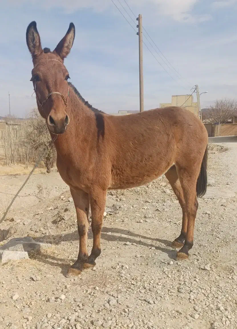 قاطر ۳سال|حیوانات مزرعه|لاران, |دیوار