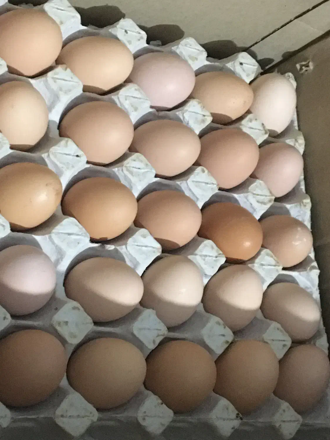 تخم مرغ رسمی گلپایگان|خوردنی و آشامیدنی|فردیس, فردیس|دیوار