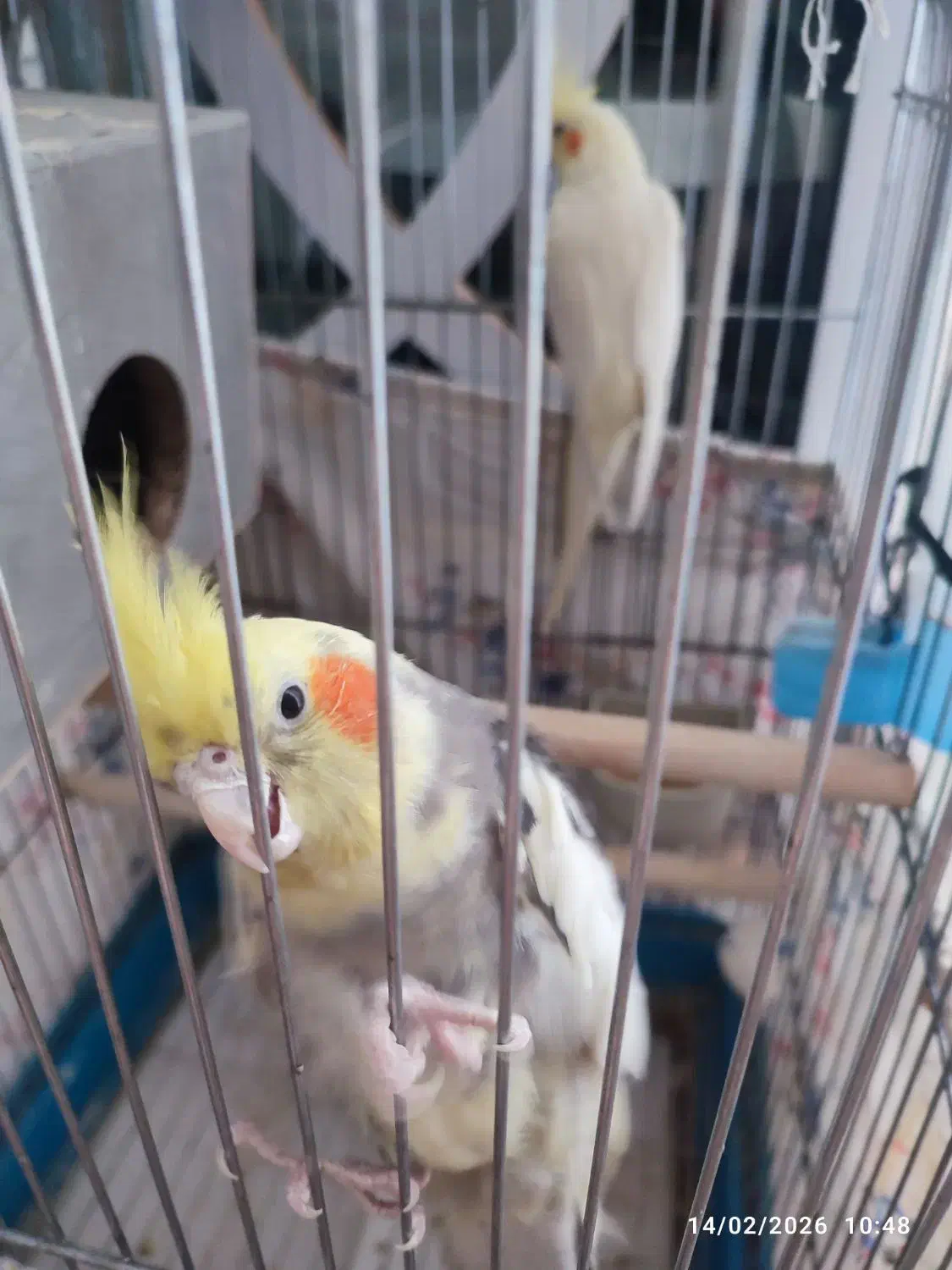 پرنده|پرنده|مشهد, عامل|دیوار