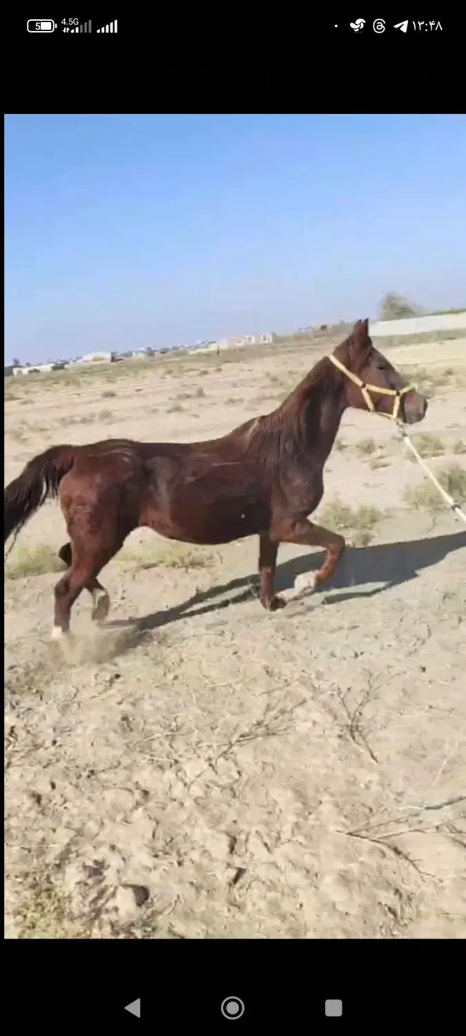 مادیان فروشی|اسب و تجهیزات اسب‌سواری|کاشان, دشت لتحر|دیوار