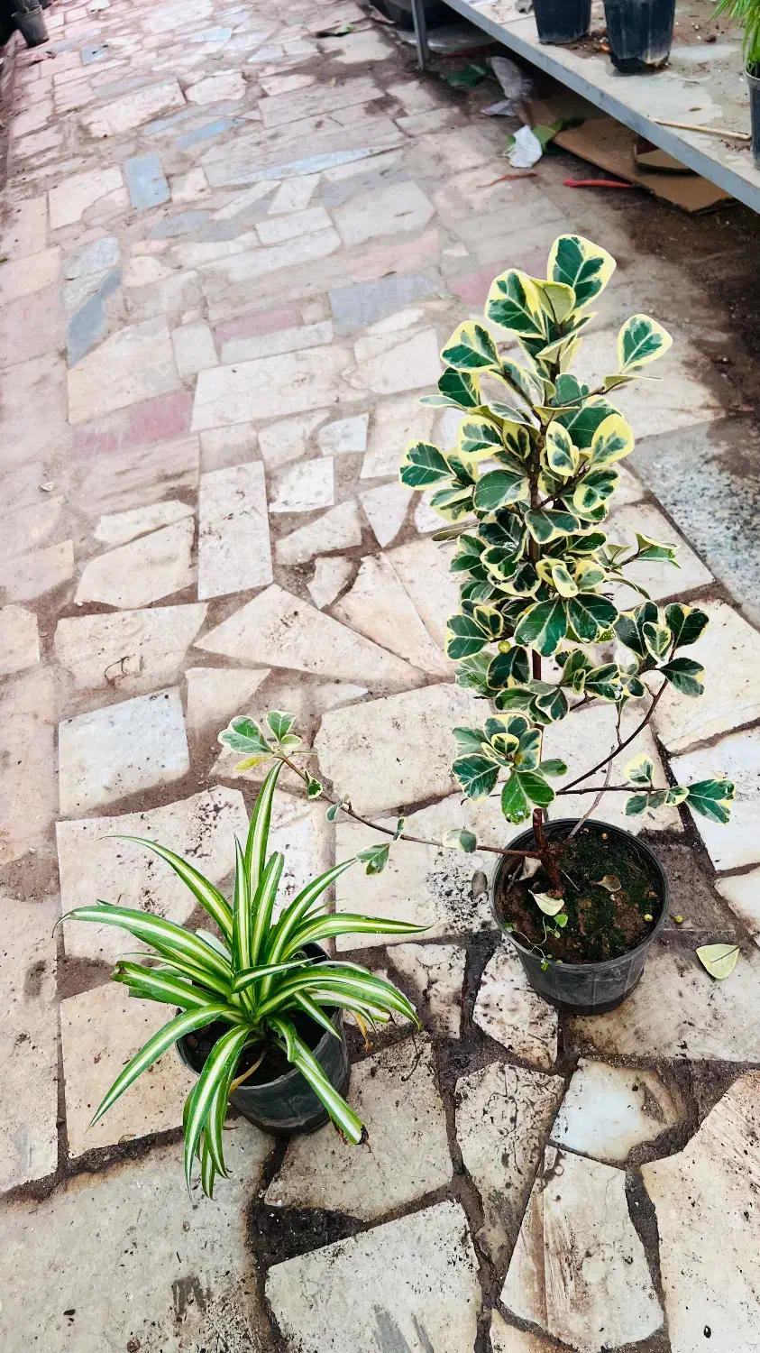 حراج گل دو عددی صد تومن|گل و گیاه طبیعی|یزد, |دیوار