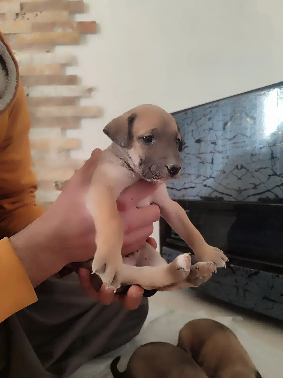 تول|سگ|ملایر, |دیوار