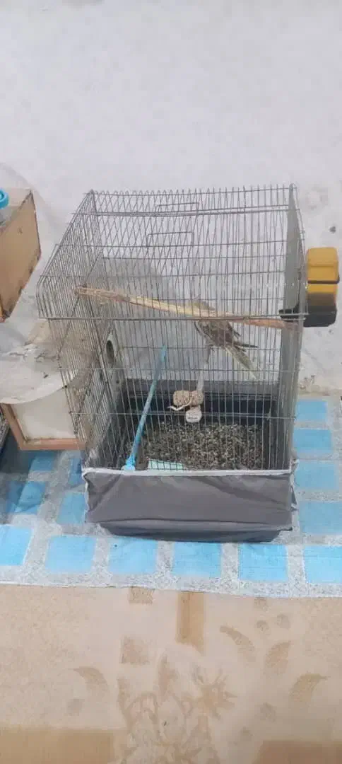 عروس هلندی|پرنده|خرمشهر, |دیوار