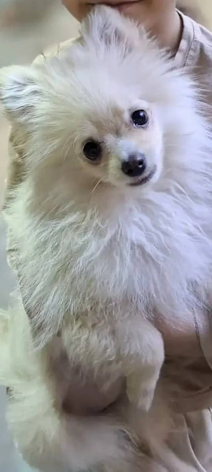 سگ پامر|سگ|فردیس, نسترن شرقی|دیوار