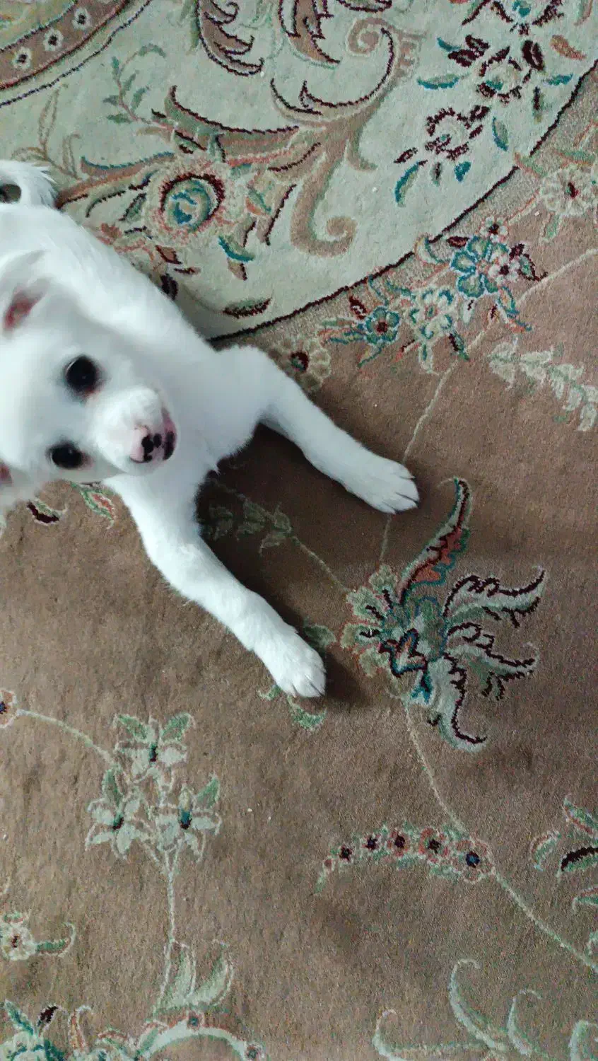 شیتزو اشپیتز|سگ|کرج, المهدی|دیوار