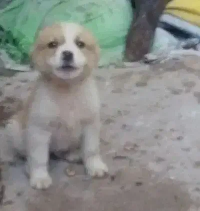 نر الابای|سگ|گرگان, |دیوار