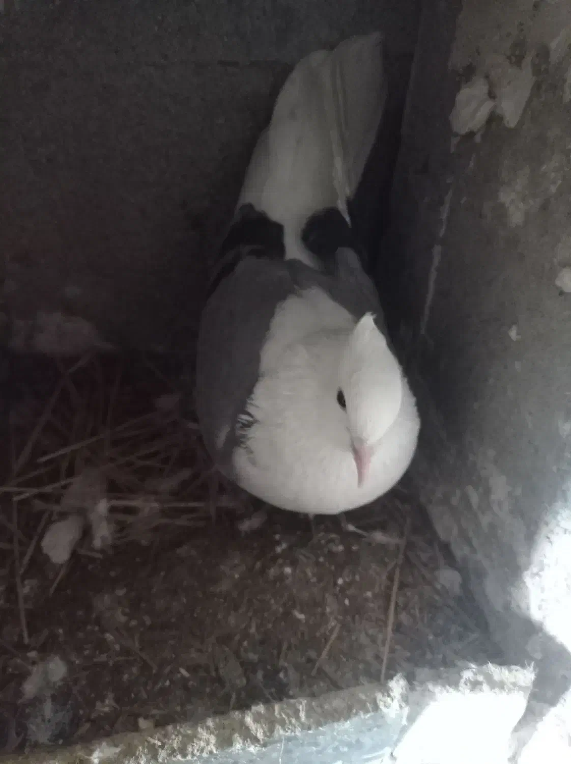 کبوتر|پرنده|سیلاخور, |دیوار