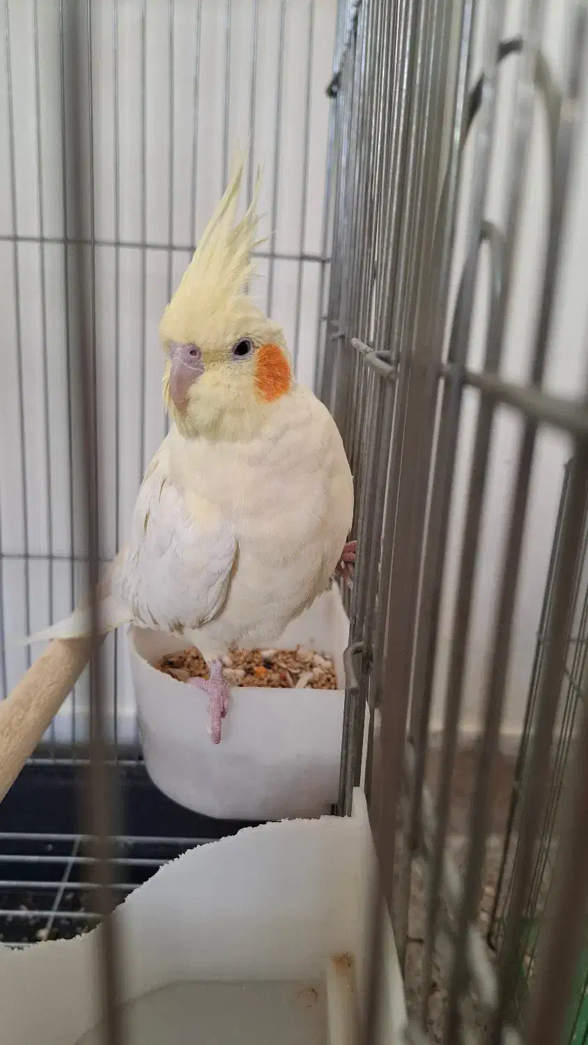 عروس هلند جفت و مولد|پرنده|خوانسار, |دیوار