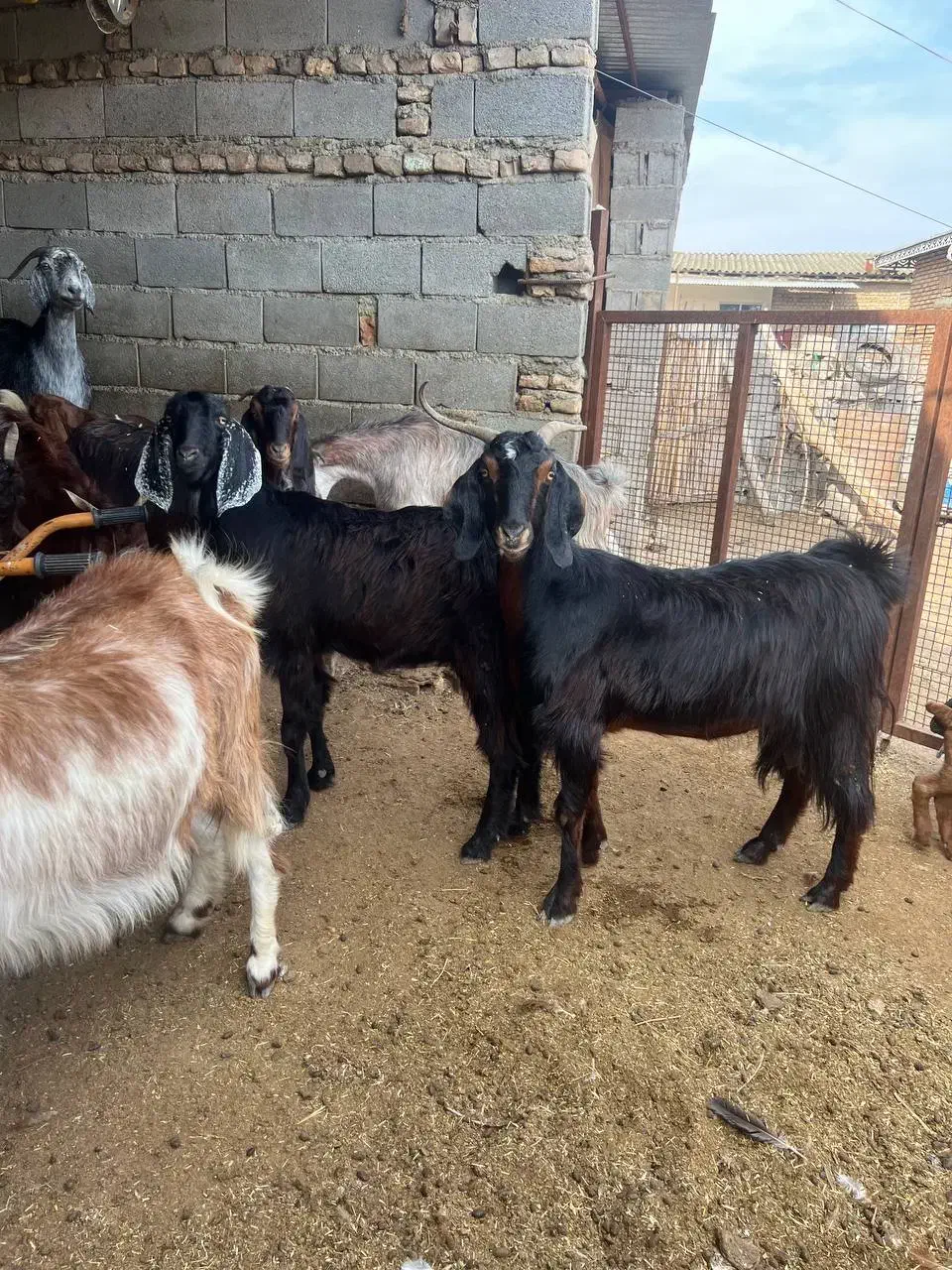 بز ابست|حیوانات مزرعه|گنبد کاووس, |دیوار