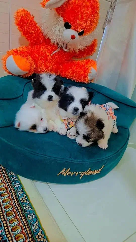 پامر روباهی عروسکی|سگ|رشت, دیانتی|دیوار