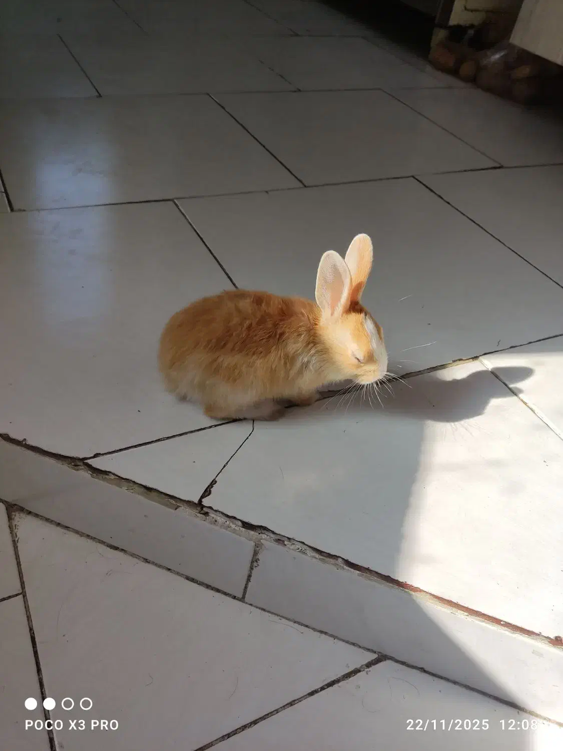 خرگوش ترو تمیز|موش و خرگوش|پرند, فاز ۴|دیوار