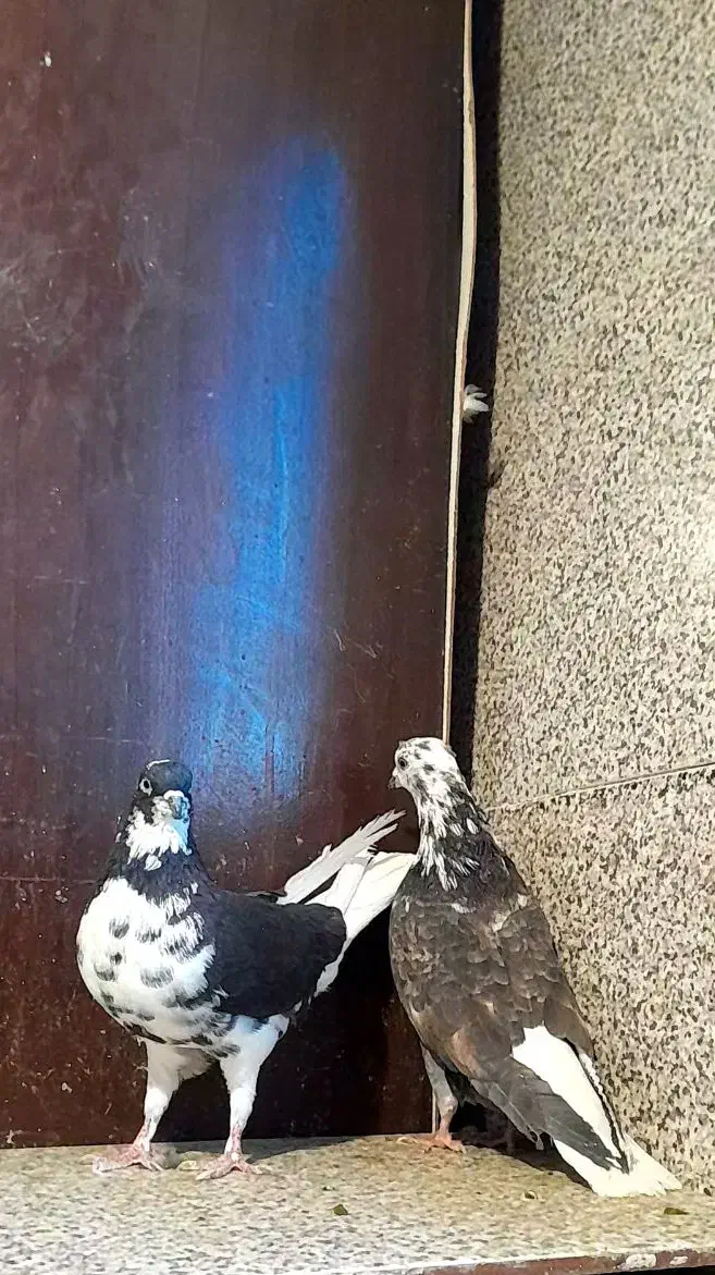 کفتر قاره دم سفید|پرنده|ملایر, |دیوار