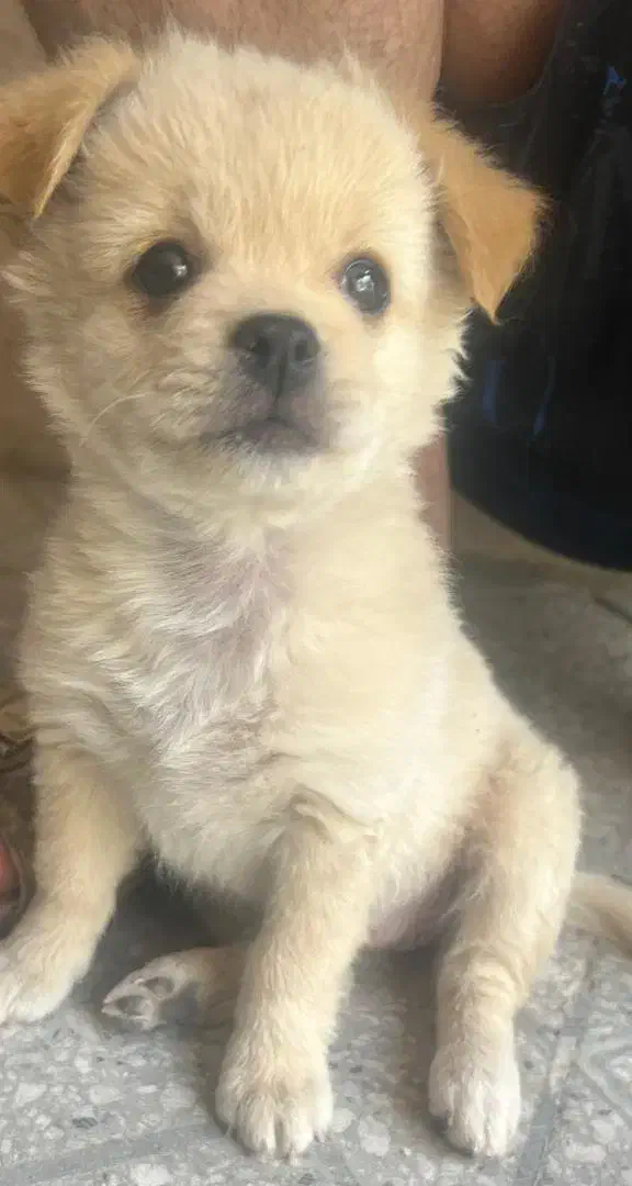 سگ پاپی خوشکل رنگ شکری|سگ|شیبکوه (فارس), |دیوار