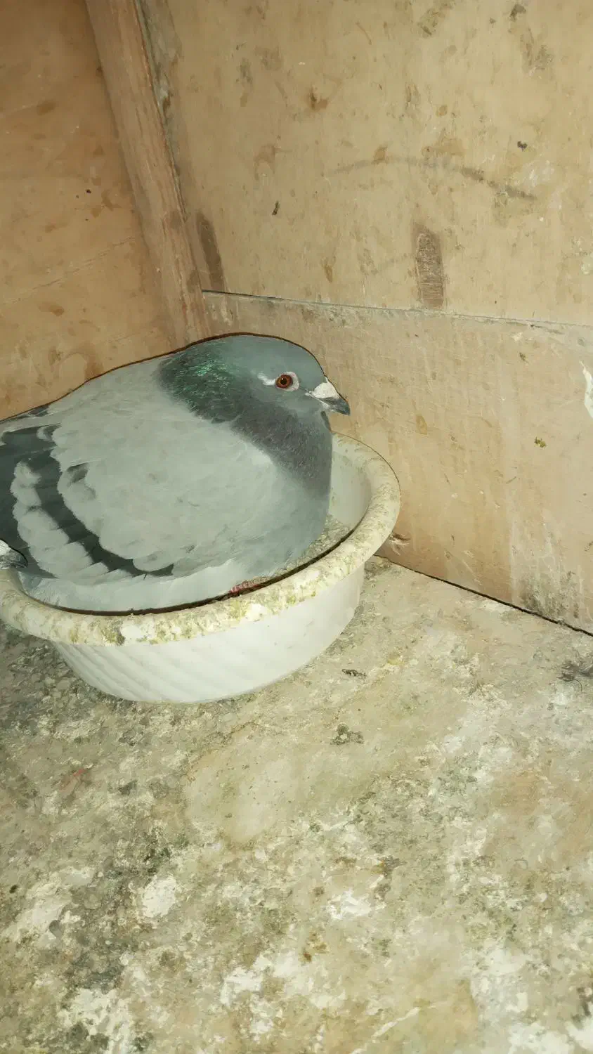 یکجفت کفتر پلاکی هلند|پرنده|بهارستان, |دیوار