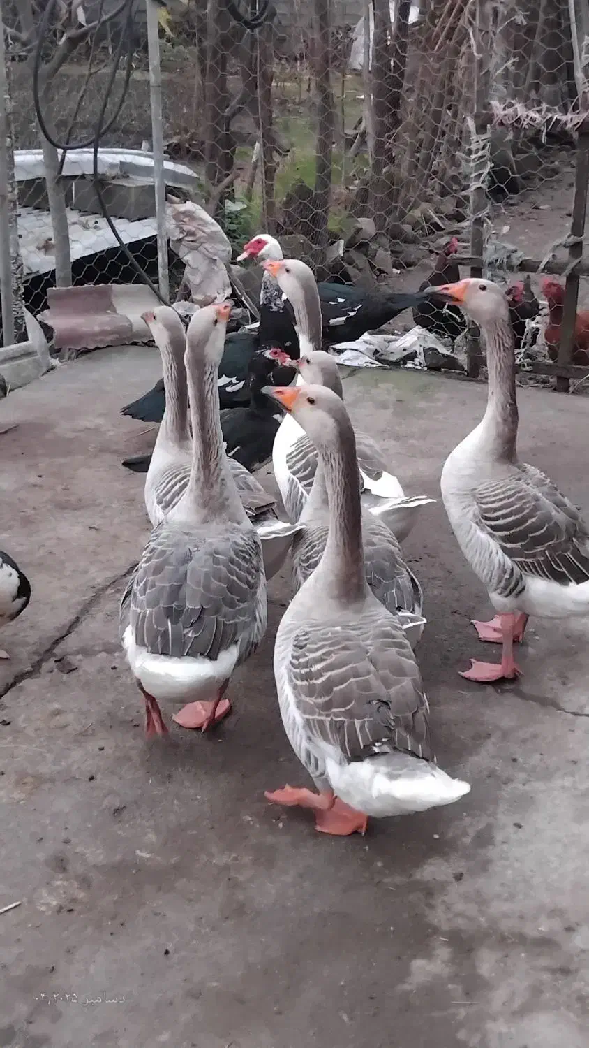 فروش غازمحلی براشب یلدا|حیوانات مزرعه|لوندویل, |دیوار