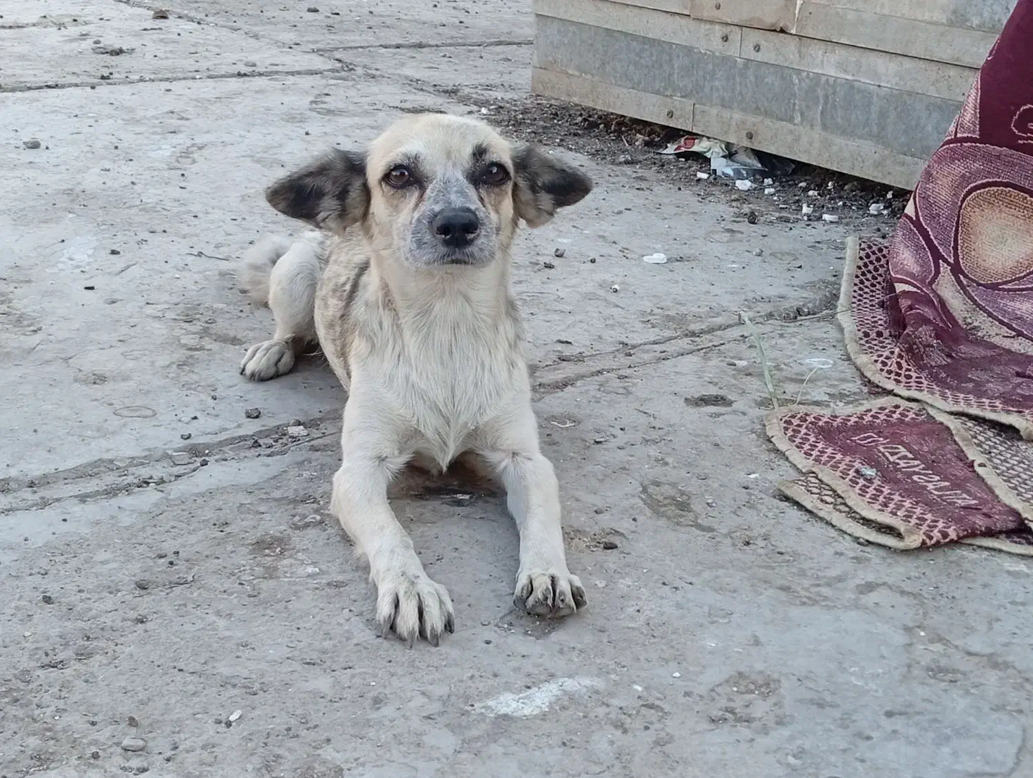 جی واوا پا کوتاه|سگ|خرمشهر, |دیوار