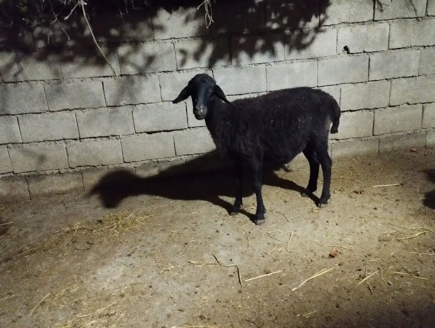 دو عدد گوسفند|حیوانات مزرعه|گنبد کاووس, |دیوار