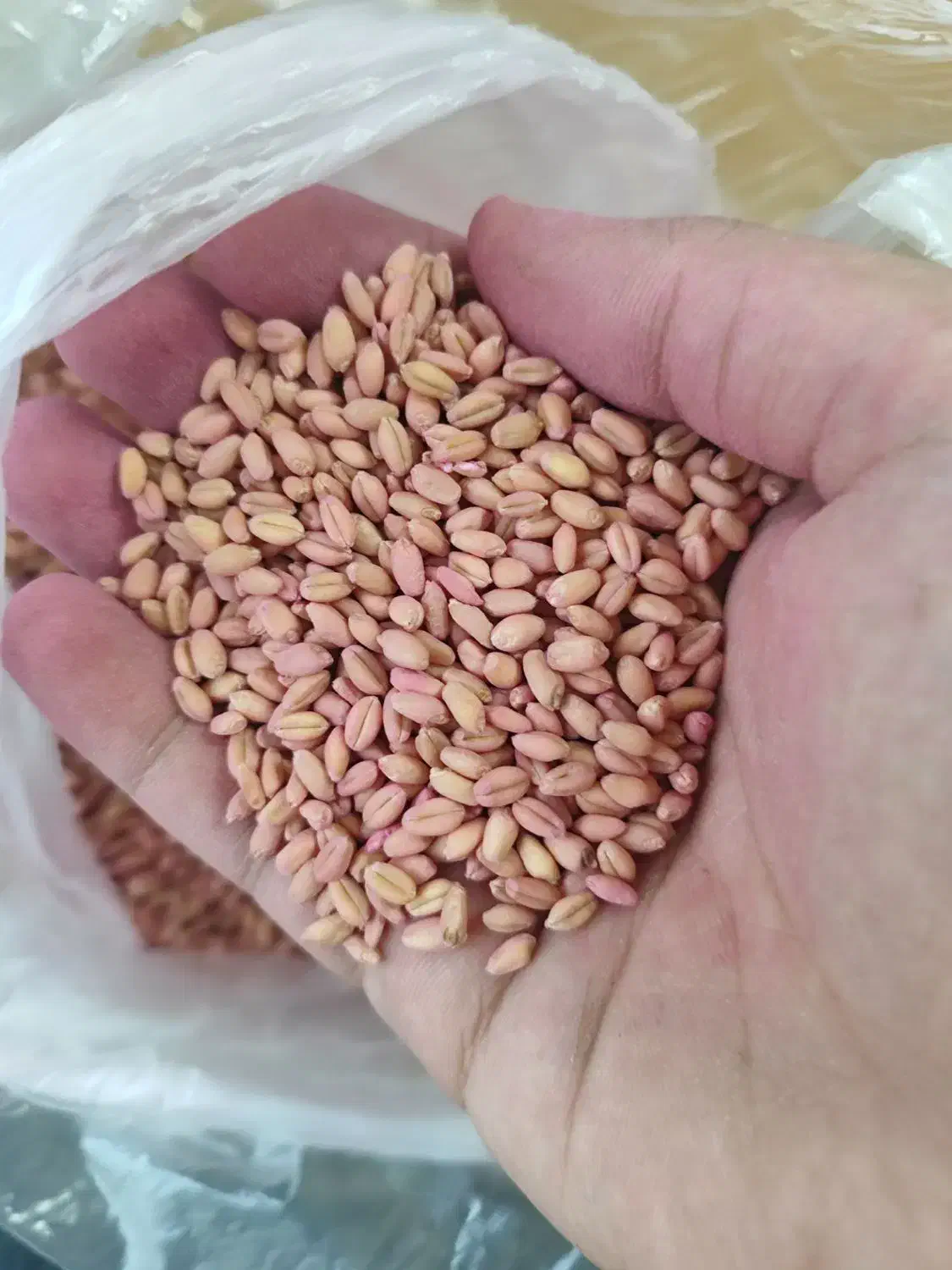 بذر گندم کوهدشت|عمدهفروشی|گنبد کاووس, |دیوار