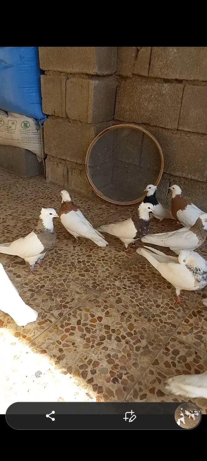 کبوتر طوقی|پرنده|جوکار, |دیوار