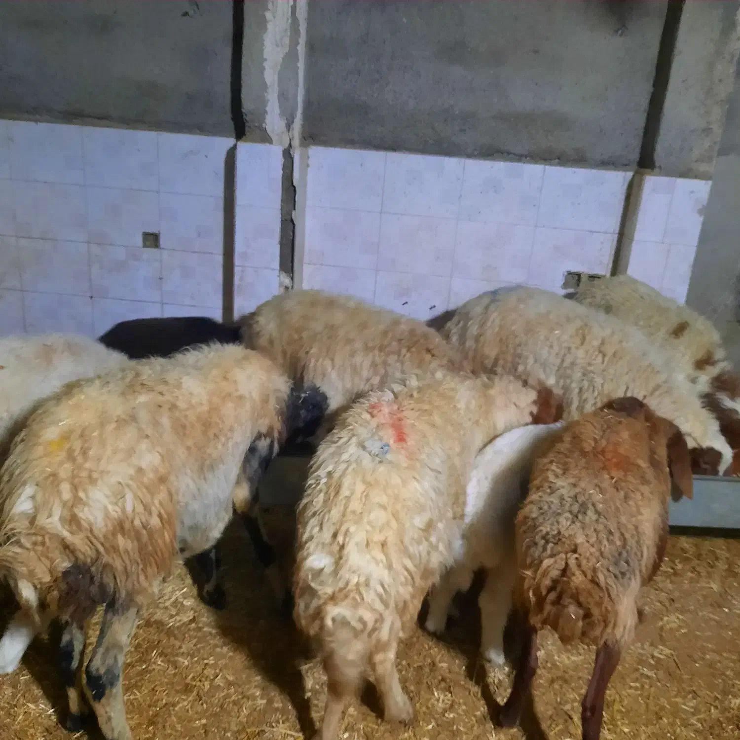 میش وبره|حیوانات مزرعه|ملکشاهی, |دیوار