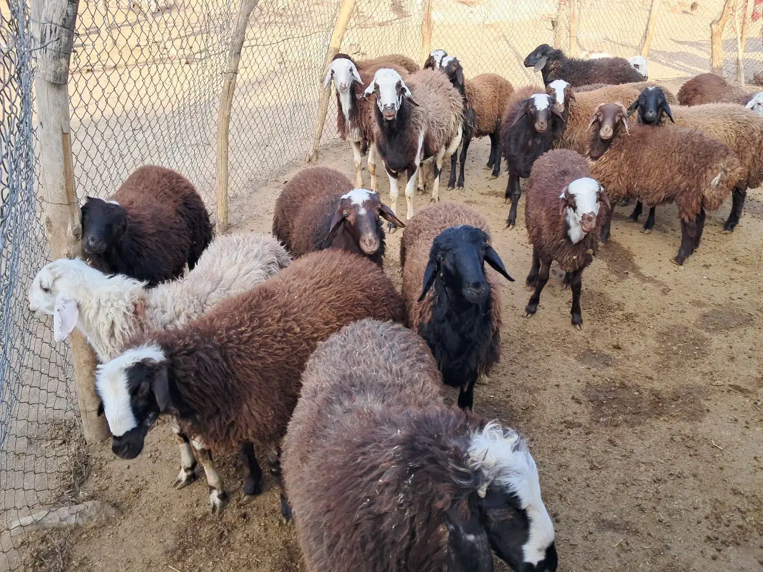 بره نر|حیوانات مزرعه|بیرانوند, |دیوار