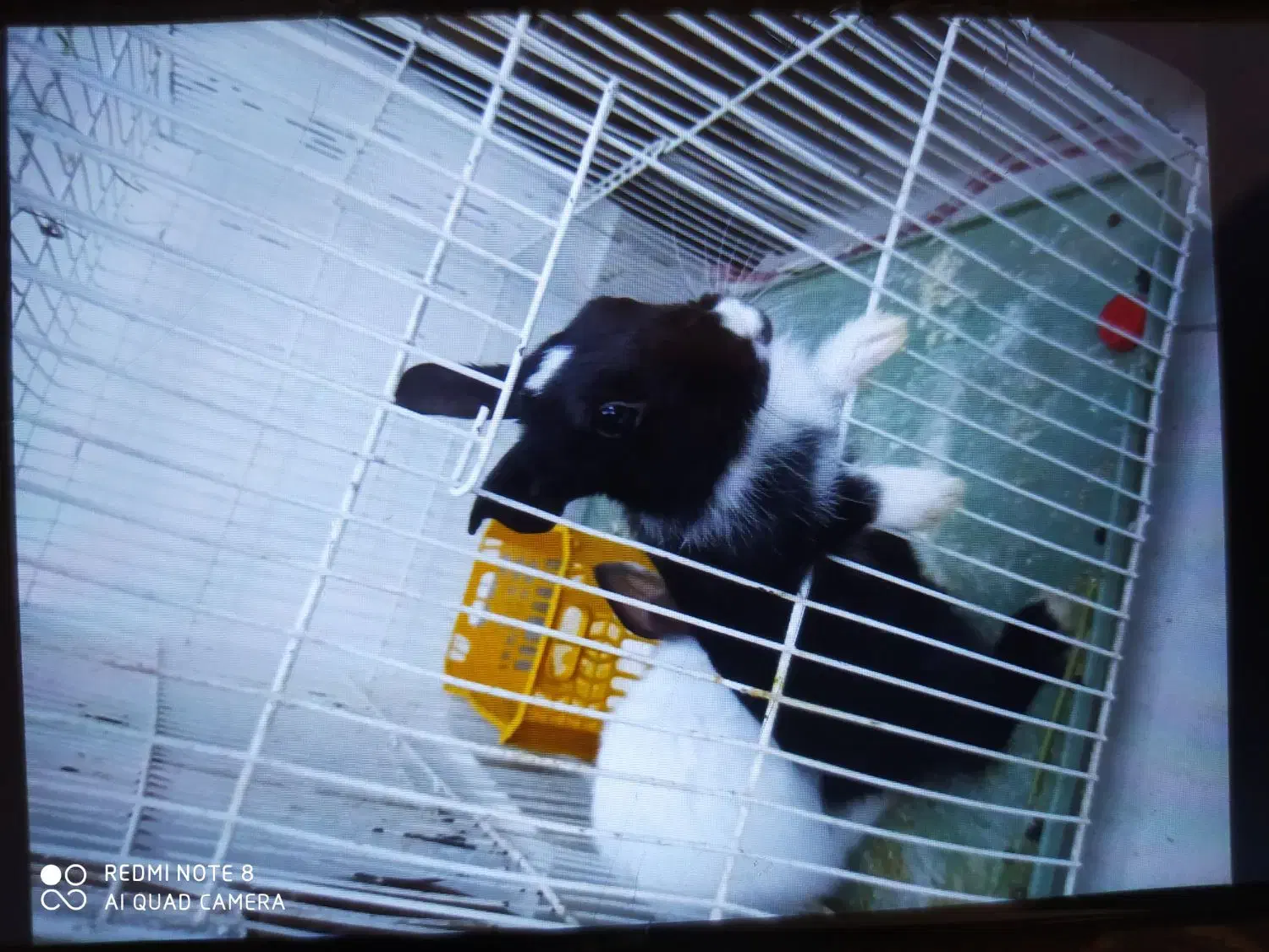 خرگوش یکماهه بسیار زیبا|موش و خرگوش|قزوین, |دیوار